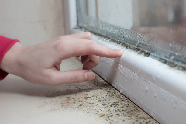 Best Post-Construction Mold Inspection  in Livingston, LA